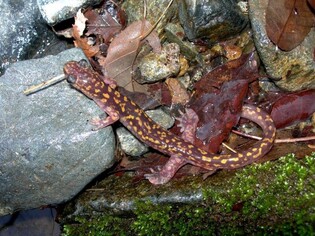 '양산꼬리치레도롱뇽' 멸종위기 야생생물 지정 추진한다