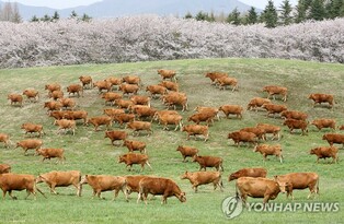 "먹고 거닐고 즐기자"…서산한우목장 인근에 한우특화거리 추진