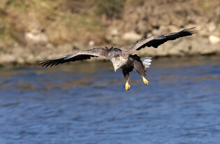 Hunting eagle