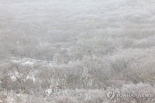한라산에 최고 55㎝ 넘는 눈 쌓여…입산 전면 통제