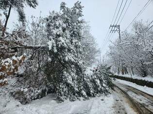 Trees falling down in heavy snow