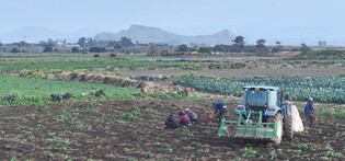 Potato harvest