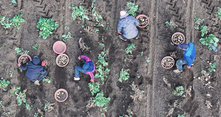 Potato harvest