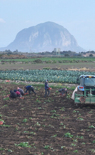 Potato harvest