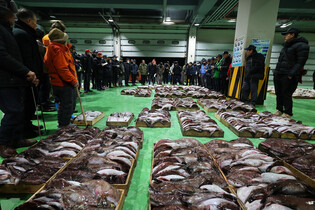 1st bidding at fish market in 2025