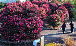 Camellia flowers in full bloom