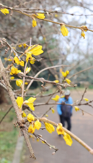 Forsythia blossoms bloom on Jeju Island