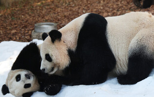 S. Korea-born twin giant pandas