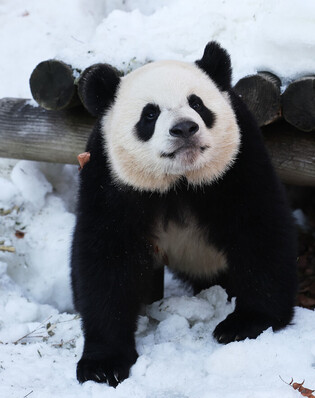 S. Korea-born twin giant pandas