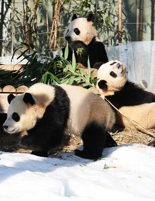 S. Korea-born twin giant pandas