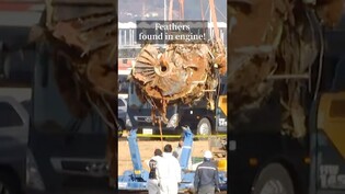 Feathers found in engine!