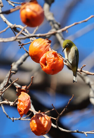 Persimmons for birds