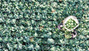 Harvesting cabbages