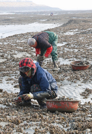 Harvesting oysters