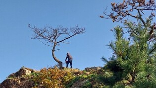 사진촬영 명소 포항 장기면 일출암 소나무 재선충병 감염