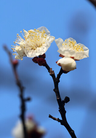 Apricot flowers in bloom