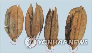 [이런말저런글] 귀신 씻나락 까먹는 소리