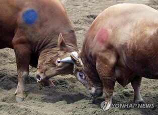 '동물 학대' 논란 속에…소싸움, 무형유산 지정 조사 안 하기로