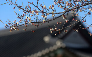 Plum blossoms