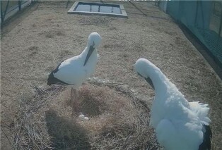 김해 황새부부 새해 첫 산란…2개 알 품어 자연번식 기대감