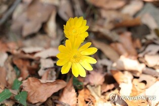 [픽! 완도] 한파에도 봄의 전령사 복수초 꽃망울 '활짝'