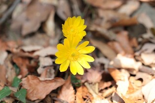 Harbinger of spring comes out