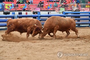 [이런말저런글] 성난 황소는 성난 큰소인가 그저 누런소인가