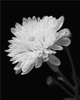 Chrysanthemum Blooms on Social Media for Late Actress Kim Sae-ron