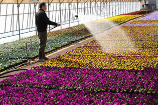 Flower nursery