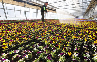 Flower nursery