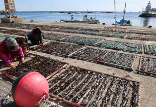Seaweed drying