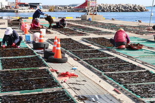 Seaweed drying