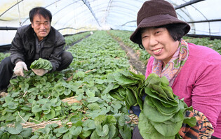 Farmers harvest pungent mountain herb