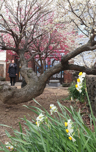 Sign of spring's advent on Jeju Island