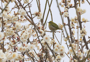 Hidden amid plum blossoms