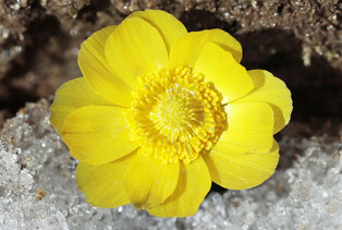 Harbinger of spring emerges