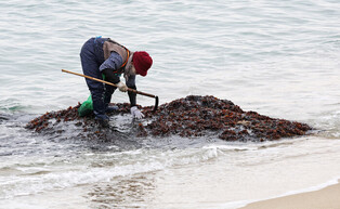 Seaweed collection season