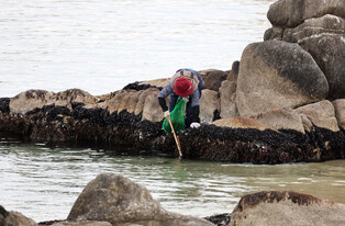 Seaweed collection season