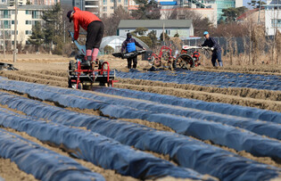 Seed potato planting in full swing