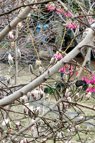Magnolia begins to bud on S. Korea's largest island
