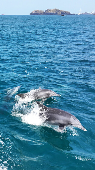 Bottlenose dolphins off Jeju