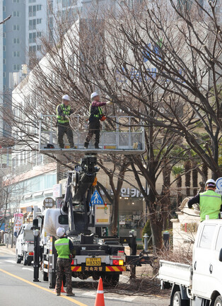 Tree pruning event for springtime