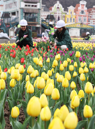 Preparation for tulip festival