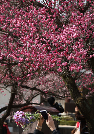 Red plum tree blossoms