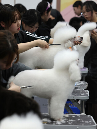 Dog cosmetician contest in S. Korea