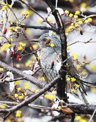 A bird's spring feast