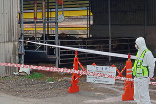 Foot-and-mouth disease outbreak in S. Korea