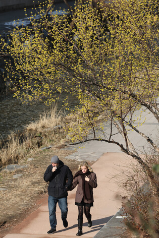 'Sansuyu' flowers in bloom