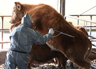Foot-and-mouth disease outbreak in S. Korea