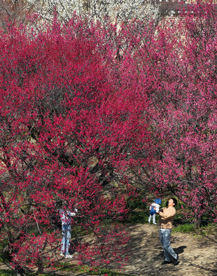 Red plum tree blossoms